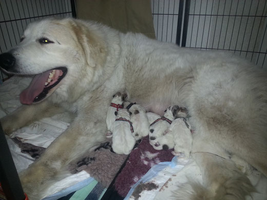 Proud mum Echo de'Chien Bellatrix
