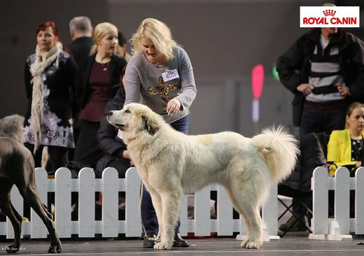 Echo de'Chien Carmen in Tallinn Winter Cup Winner 2015 BOB and CACIB age 21 months