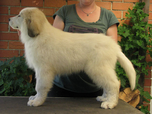 Echo de'Chien Conrad 10 weeks old - available only for show home