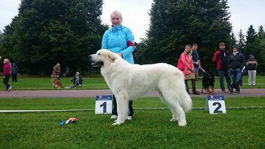 Echo de'Chien Beau Martin - CAC and BOB - new Estonian Champion