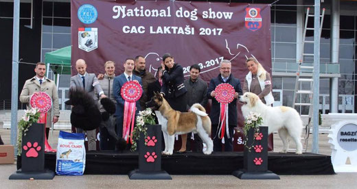 Echo de'Chien Escuda pour Garcon - BEST IN SHOW #3 