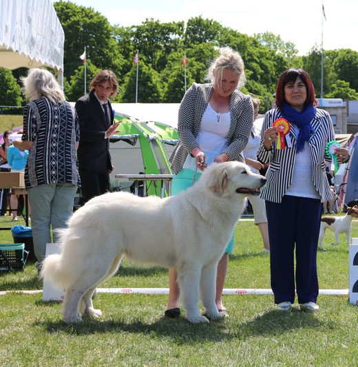 Echo de'Chien Bellatrix - BOB & Estonian Winner 2016