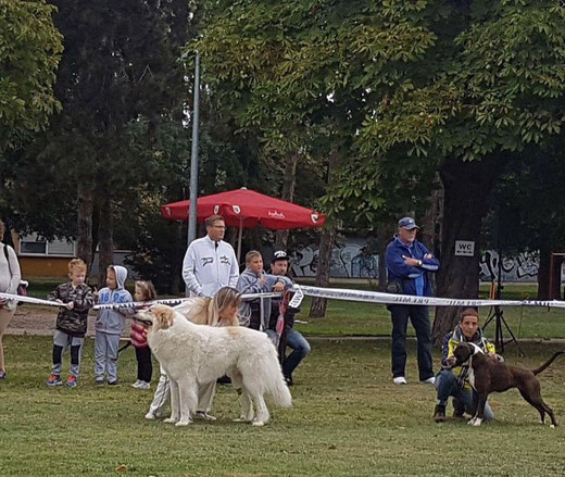 Echo de'Chien Escuda pour Garcon 