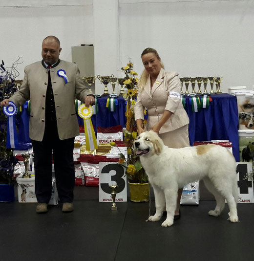 Echo de'Chien Escuda 5 months old winning Best in Show Baby Puppy #3