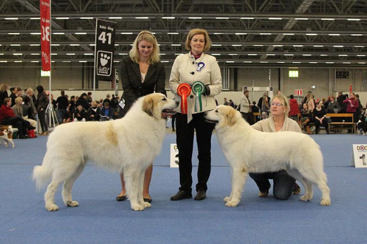 BOB: Chenespace Tarbesan BOS: Echo de'Chien Bellatrix . photo: Chenespace 