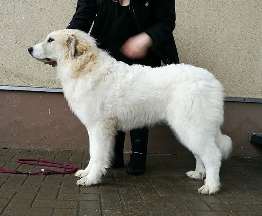 Mindy des Gorges de Cauterets 7 months old