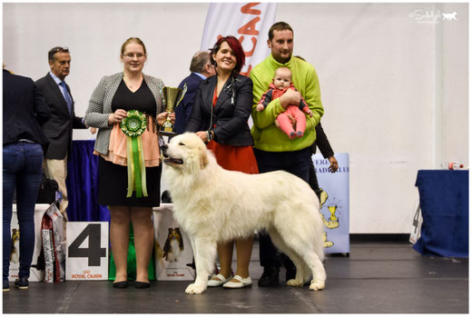 Echo de'Chien Conrad - BEST IN SHOW #4 in Rakvere NDS 21.10.2017 