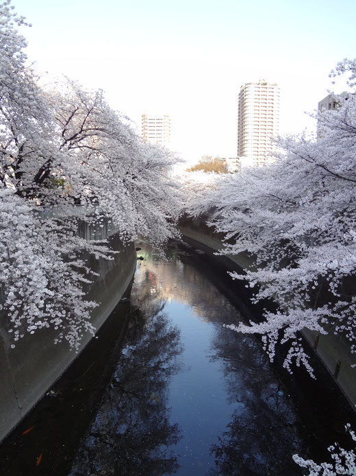 満開の桜 面影橋から