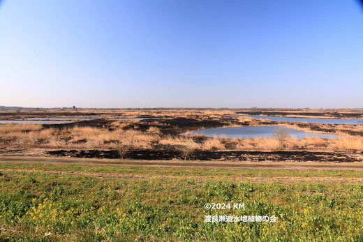 画像：202/3/4　ヨシ焼き後風景