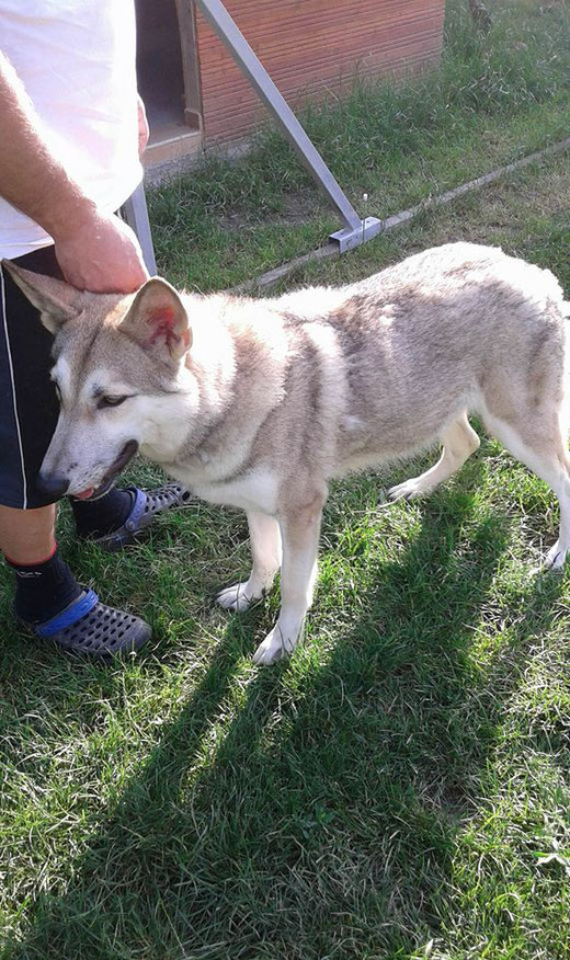 Trächtigkeitstagebuch Saarlooswolfhond Kennel Netis Tala