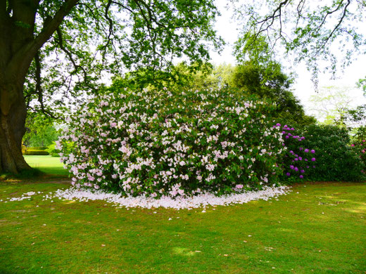 Sehenswürdigkeit englische Gärten Rhododendron Hole Park Gardens