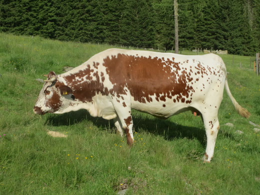 Bella - Vater Ozo PSR