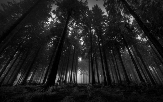 Wald Der Finsternis Wdf Warrior Cats Rpg Fantasyworlds