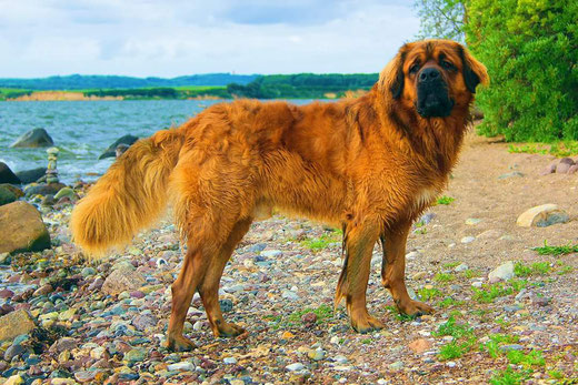 Germanischer Bärenhund 