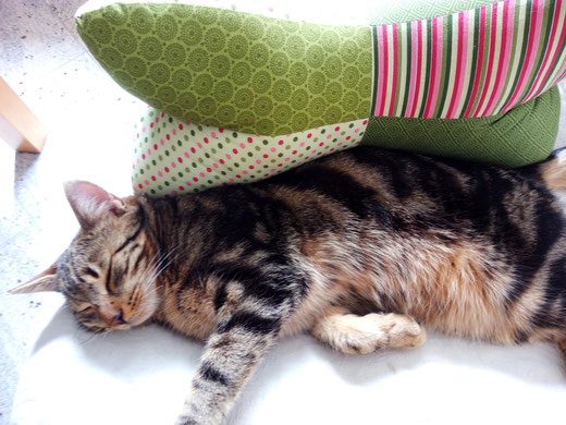 Kater Tom und sein (eigentlich mein) Leseknochen...