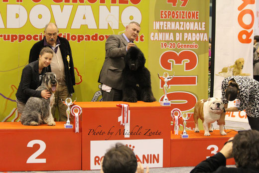 Today, Expo int. Padova 20-01-13 J.Ch & Ch. Amor di Schnauzer VaPensiero-ps alias "Otto": CAC-CACIB-BOB and BOG-2!!!!!! Thanks to all Judges: Inzoli Massimo (I) and Power David (USA). 