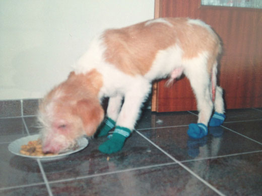 Ein todkranker Kromfohrländer - aber immer bereit, seinen Besitzer vorzugaukeln, daß es sooo schlimm nicht ist... Selbst heftigste Schmerzen lassen diese Hunde sich den Besitzern zuliebe nicht anmerken!