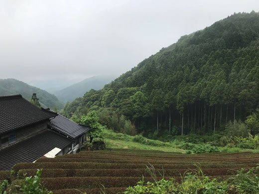 sky-tea-house