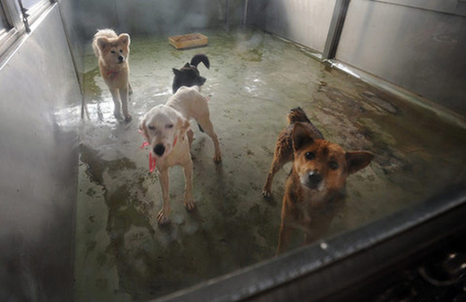 ロイター発 日本の動物愛護センターで処分される犬猫たち 全国動物ネットワークanimal Network Japan ロイター発 日本の動物愛護センターで処分される犬猫たち 全国動物ネットワークanimal Network Japan
