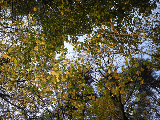 Für all die, die im Herbst vergessen haben, sich einfach mal im Wald auf den Boden zu legen und nach oben zu schauen.