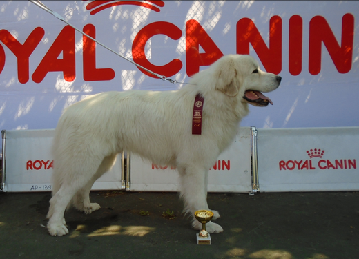 Echo de'Chien Cornelius - new Russian Champion