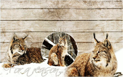Luchs