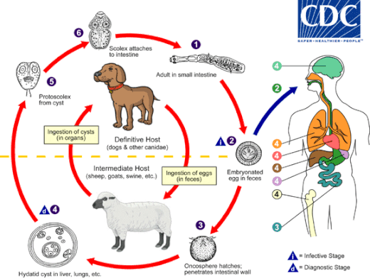 Alimenti e HACCP - I parassiti che non ti aspetti Toxoplasma