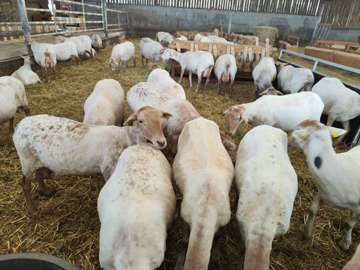 La Race - La Ferme des P'tites Manech