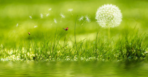 Weiße Pusteblume auf einer grünen Wiese
