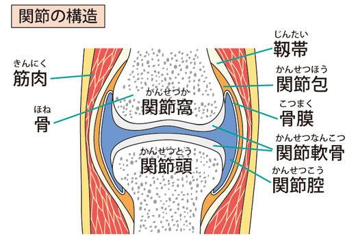 一般的な関節の構造を示しています