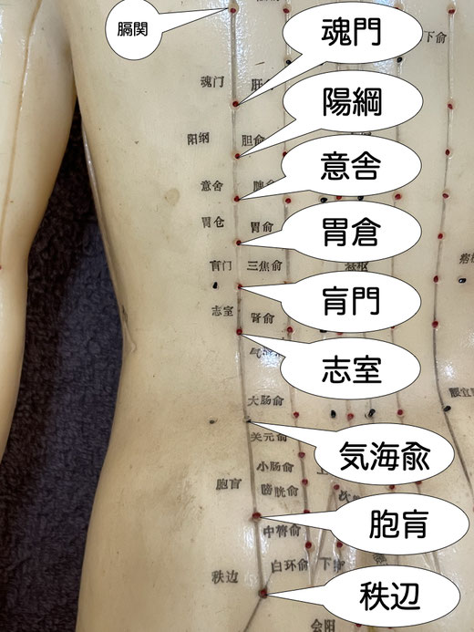 陽綱
