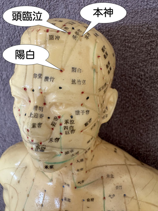 陽白