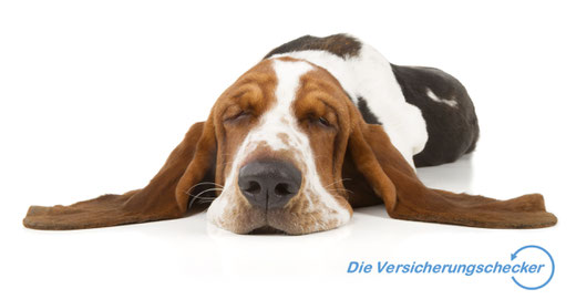 Hunde-OP-Versicherung Hundekrankenversicherung Tierhalterhaftpflichtversicherung