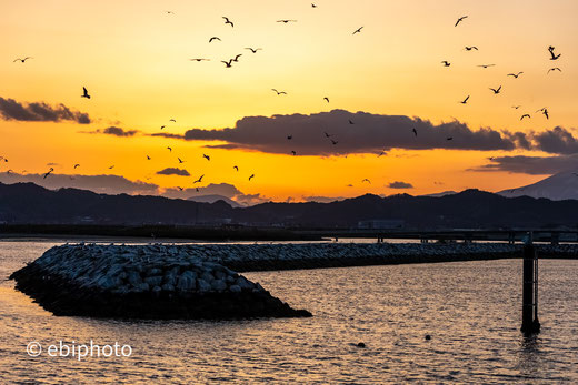 鳥の海