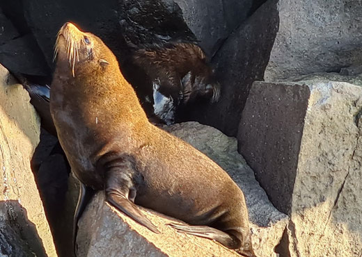 Galapagos Besuchspunkt Puerto Egas_Pelzrobben