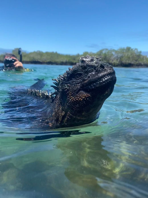 Reisen mit Kindern auf die Galapagos Inseln - Schnorcheln