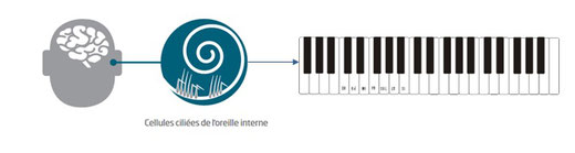Comparaison de la cochlée de l'oreille et d'un clavier de piano