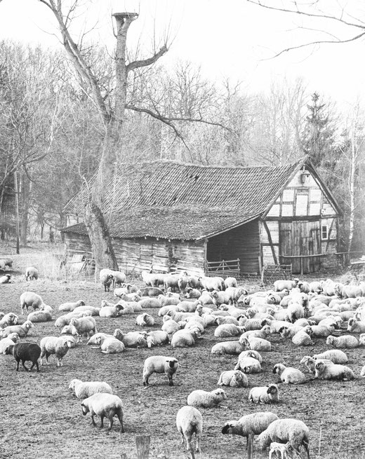 Tagungshaus, Ferienwohnung, Wendland, Seminarhaus,gastweise Unterbringung, Wulfsahl, Hirtenkate, Köhler, Pouwels, Bajazzo, Handycap, Freizeiten, Behinderte, Hirtenkate Wulfsahl, Dömitz, Biosphärenreservat Elbe, Elbtalaue, Radwandern Elbe, Cafe