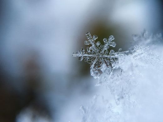 Schneeflocke, Winter, Immunsystem, Erkältung