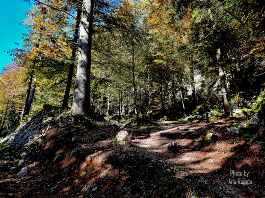 Seewaldsee-Rundweg