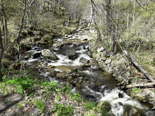 Ruta botànica del bosc de Fonpedrosa