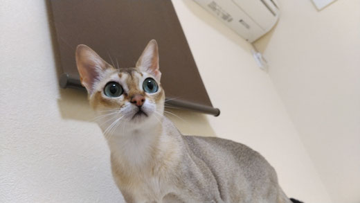 マットレス クリーニング 横浜 オシッコ 猫