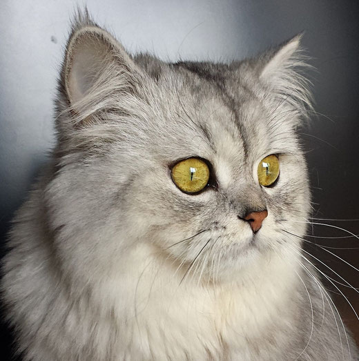 Il British Carattere Benvenuti Su Allevamento British Longhair E