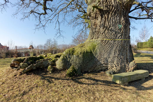 Eiche am Emmertshof