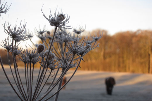 Schöne Umgebung: Winter auf dem Islandpferdehof Blumencron