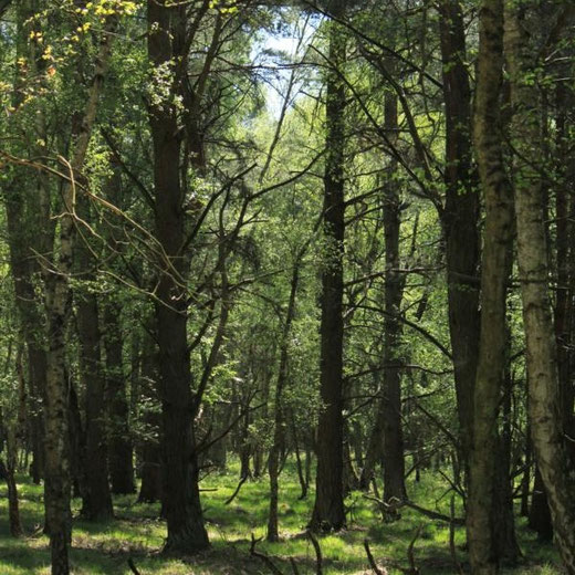 Wald im Kreis Herzogtum Lauenburg