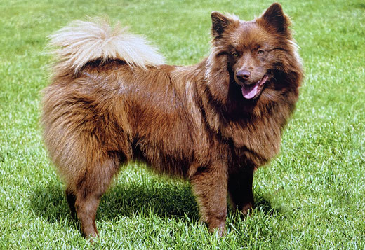 German Spitz brown Giant Spitz