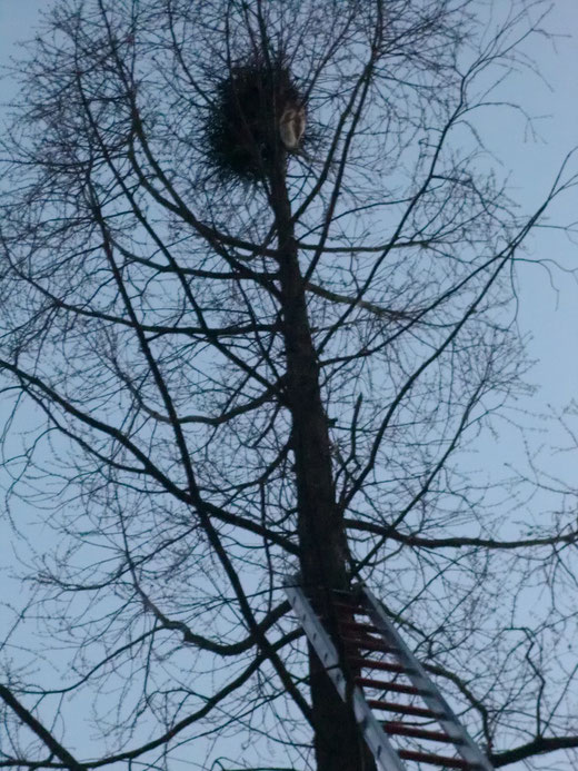 Katze im Baum