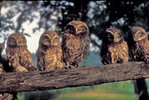 Steinkauz (um 1980) ©Herbert Klein