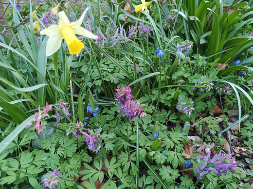 plantes mellifères, Corydalis, Narcissus, scillia autant de plantes printanières pour fleurir et nourrir les abeilles en avril